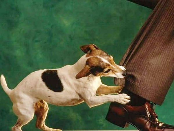 জলাতঙ্কের আতঙ্ক