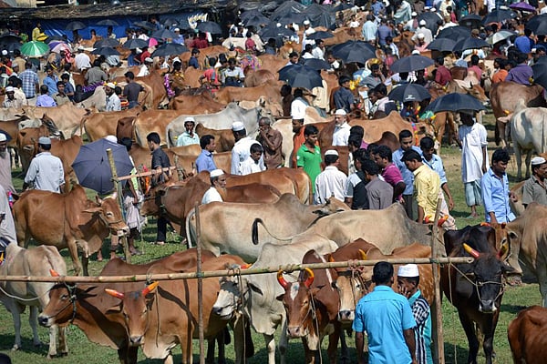 চোরাইপথে গরু-মহিষ