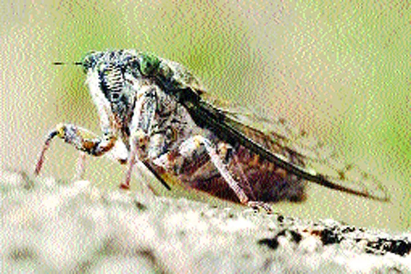 জীবাণু