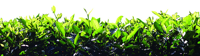 চা বাগানের চা পাতা