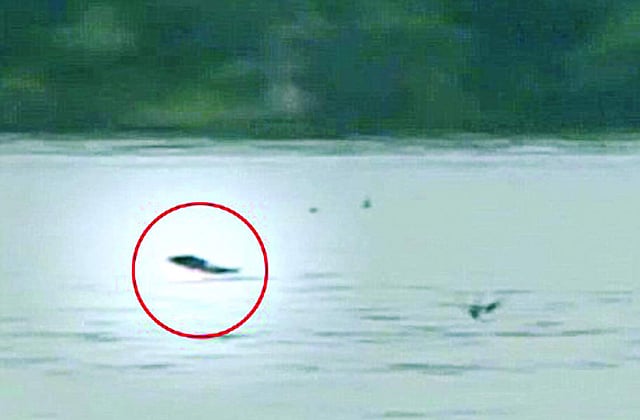 বাতাসে লাফিয়ে পাখি শিকার করছে টাইগার ফিশ (গোল চিহ্নিত) । ছবি: বিবিসির সৌজন্যে