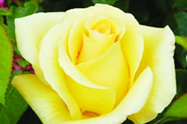 গ্লোরিয়াস