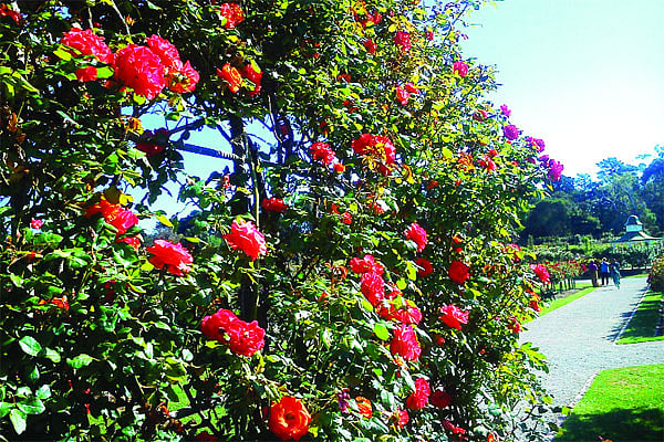 ওয়ারিবি পার্কের ভিক্টোরিয়া স্টেট রোজ গার্ডেন ছবি: লেখক