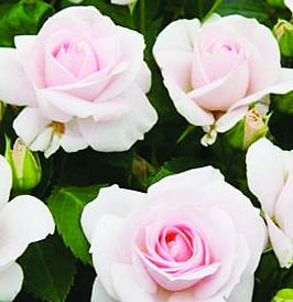 অ্যাসপিরিন