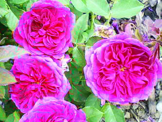 ডার্সি বুসেল