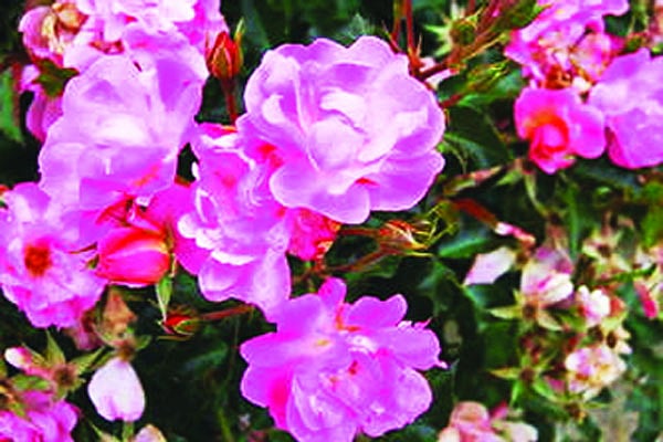 ম্যাক্সি ভিটা