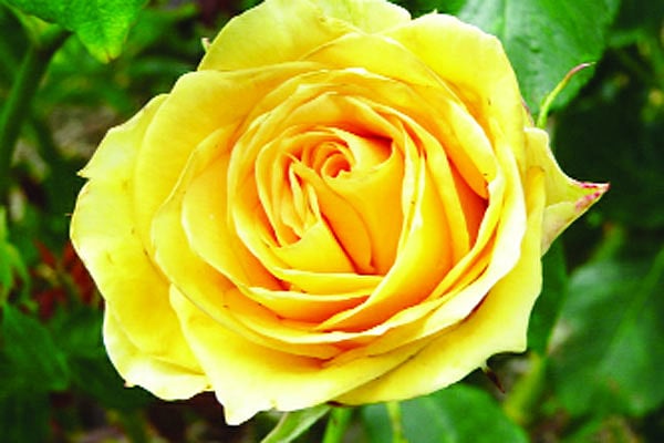 সেইন্ট পেট্রিক