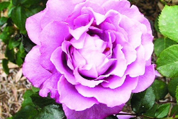 অ্যাঞ্জেল ফেস