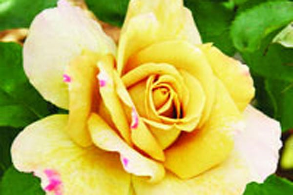 হানি ডিয়ন