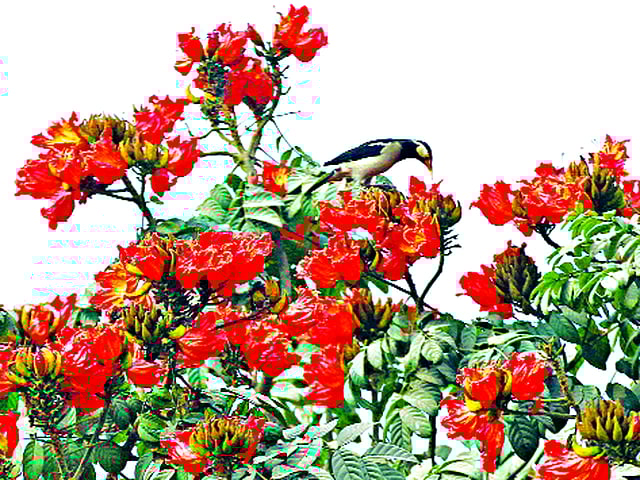 রুদ্রপলাশ এ দেশের নিজস্ব উদ্ভিদ না হলেও ফুল ফোটে বসন্তেই। আগুনরাঙা ফুলে ফুলে ভরে উঠেছে তার শাখা বসন্তকে স্বাগত জানাতে। ছবিটি চট্টগ্রাম নগরের জামালখান এলাকার ডা. খাস্তগীর সরকারি বালিকা উচ্চবিদ্যালয় থেকে তোলা । সৌরভ দাশ