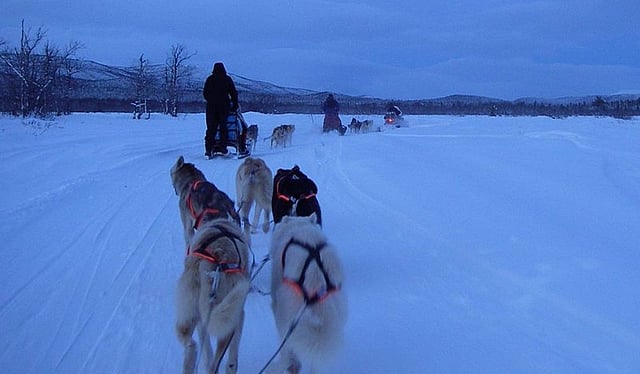 কিরুনা শহরের পার্শ্ববর্তী এলাকায় কুকুরে টানা স্লেজ-গাড়িতে ঘুরে বেড়ানো মেরুবলয়ের পর্যটকদের কাছে খুবই জনপ্রিয়। ছবি: উইকিপিডিয়া।