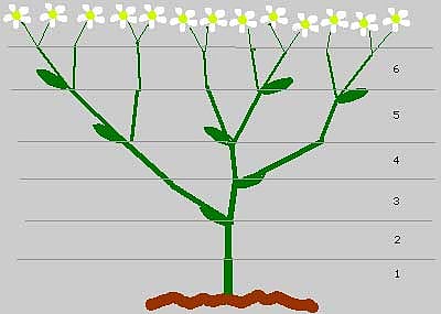 হাঁচিগাছ