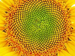 পূর্ণাঙ্গ ডেইচি-সূর্যমুখী