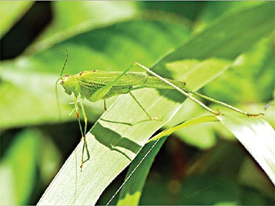 ঘাসের আড়াল থেকে হুট করে একটা ঘাসফড়িং বেরিয়ে এলে চমকে উঠো না যেন!