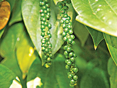 খাগড়াছড়ির পাহাড়ি কৃষি গবেষণা কেন্দ্রের একটি গাছে থোকায় থোকায় ঝুলে আছে তরকারির স্বাদ পাল্টে দেওয়া মসলা গোলমরিচ l ছবি: লেখক