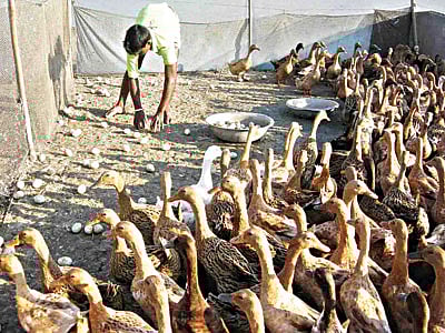 নিকলীর সদর ইউনিয়নে ঘোড়াউত্রা নদীর পাড়ে একটি হাঁসের খামার থেকে ডিম সংগ্রহ করছেন এক কর্মী l ছবি: প্রথম আলো