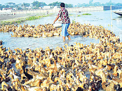 কিশোরগঞ্জ সদর উপজেলার মহরকোনা গ্রামে সোয়াইজনি নদীর তীরে জিল্লু মিয়ার হাঁসের খামার। শামুক ভেঙে হাঁসগুলোকে খেতে দিচ্ছেন তিনি। সম্প্রতি তোলা ছবি l প্রথম আলো