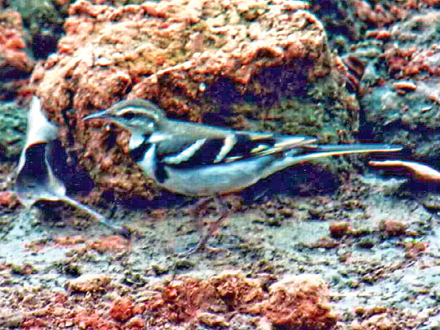 বন খঞ্জন। জাহাঙ্গীরনগর বিশ্ববিদ্যালয় ক্যাম্পাস থেকে তোলা l ছবি: প্রথম আলো