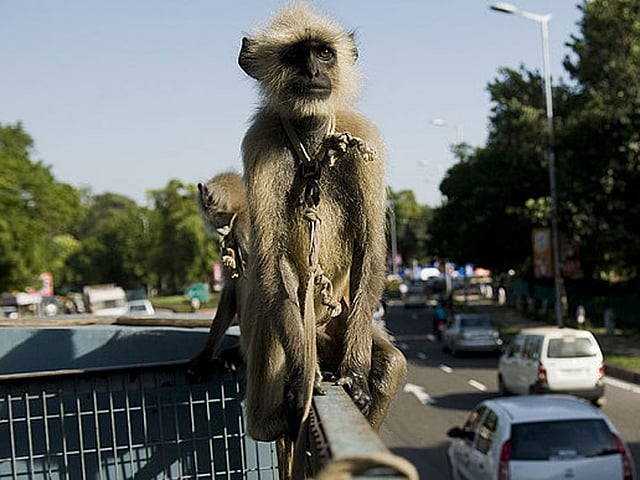 বানরের দুশমন লেঙ্গুর। ছবি: এএফপি