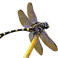 যে জীবন ফড়িংয়ের...