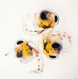 গবেষণাগারে বোতলে কাঁকড়ার পোনা উৎপাদনের প্রথম ধাপে ডিম থেকে জন্ম নেওয়া জুইয়া l প্রথম আলো