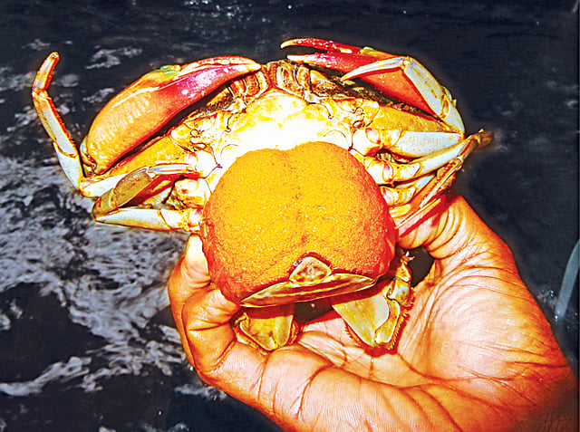 কক্সবাজার সামুদ্রিক মৎস্য ও প্রযুক্তিকেন্দ্রের গবেষক দল উদ্ভাবন করেছে কৃত্রিম প্রজননে কাঁকড়ার পোনা উৎপাদন–প্রক্রিয়া। গবেষণা কার্যক্রমের অংশ হিসেবে হ্যাচারিতে রাখা ডিমওয়ালা মা–কাঁকড়া l প্রথম আলো