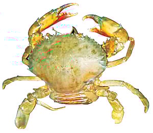 কাঁকড়া