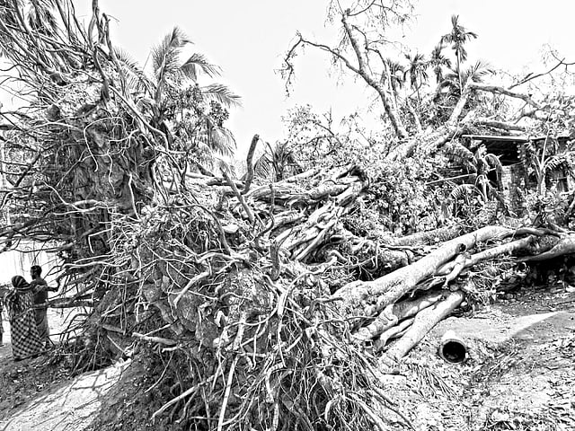 কালবৈশাখীতে প্রায় ৪০০ বছরের পুরোনো বট ও প্রায় ৩০০ পাকুড়গাছ উপড়ে পড়েছে। গতকাল বগুড়ার দ্বিতীয় বাইপাস সড়কের সাবগ্রাম পালপাড়া থেকে তোলা ছবি l প্রথম আলো