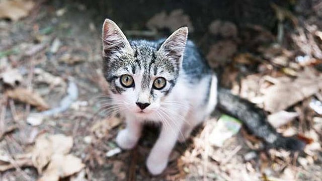 প্রতীকী ছবি।