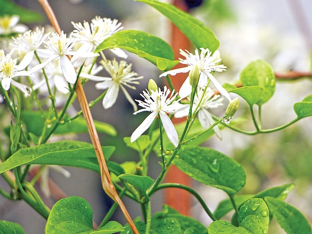 অধ্যাপক দ্বিজেন শর্মার বাসার টবের লতায় ফুটেছে ক্লেমেটিস l ছবি: লেখক