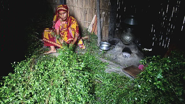 সালমা বেগম সংসারের অন্যান্য কাজের পাশাপাশি মেহেদির আঁটি বাঁধছেন। ছবি: সাবিনা ইয়াসমিন