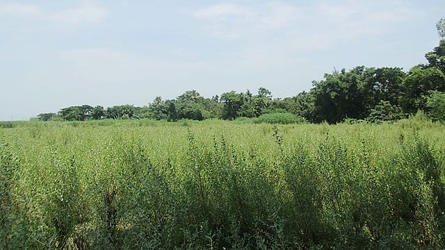 মেহেদি বন। ছবি: সাবিনা ইয়াসমিন