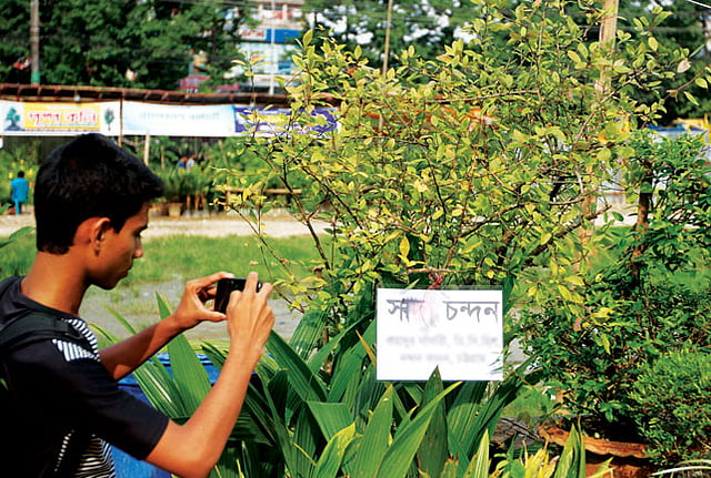 দর্শনার্থীদের আগ্রহের কেন্দ্রবিন্দু ১ লাখ ২০ হাজার টাকা দামের এই শ্বেতচন্দনগাছটি l প্রথম আলো