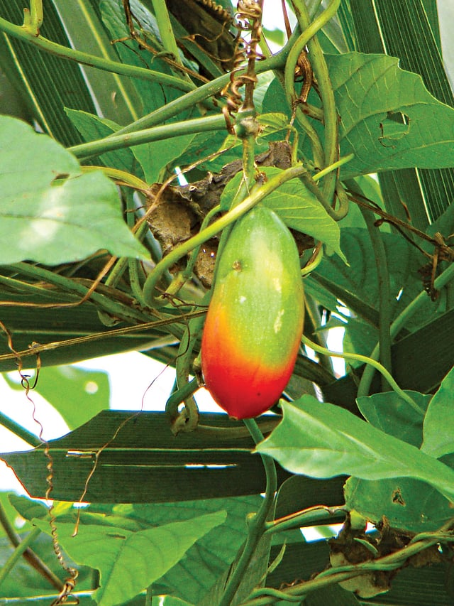 তেলাকুচার ফল। দেখতে অনেকটা শসার মতো l ছবি: লেখক