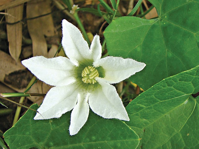 তেলাকুচা লতার ফুল। গাজীপুর থেকে গত এপ্রিলে তোলা l ছবি: লেখক