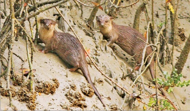 এক জোড়া ভোঁদড়। ছবিটি ২০১৪ সালের ১৪ মার্চ সুন্দরবনের কটকার জামতলা খালের পাড় থেকে তোলা l লেখক