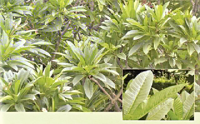 কাঠগোলাপ গাছের ছবি। চেনা–অচেনা গাছগুলোকে নতুন করে চেনা যাবে বইটি পড়লে