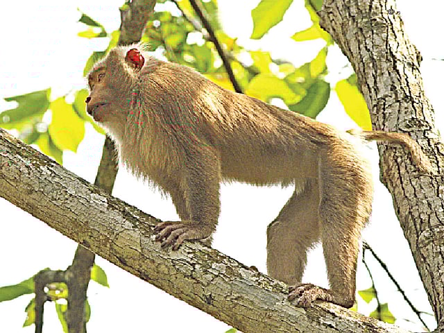 সাতছড়ি জাতীয় উদ্যানে উল্টোলেজি বানর l ছবি: লেখক
