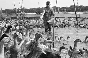 ছবি: দিলীপ কুমার সাহা