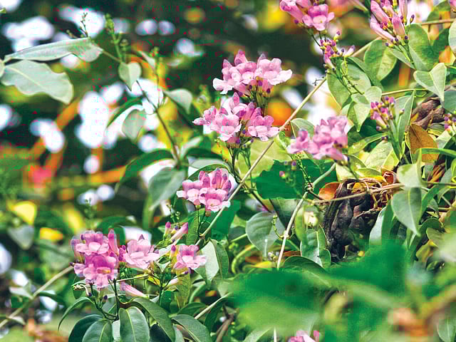 হেমন্তের বার্তা নিয়ে আসে লতা-পারুল, রমনা পার্ক থেকে তোলা l ছবি: লেখক