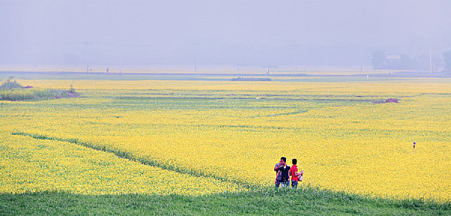 ঢাকার কাছেই শ্রীনগরের নাগেরপাড়া গেলে ঘুরে আসতে পারেন হলুদ সরষে ফুলের এই মাঠে। ছবি: লেখক