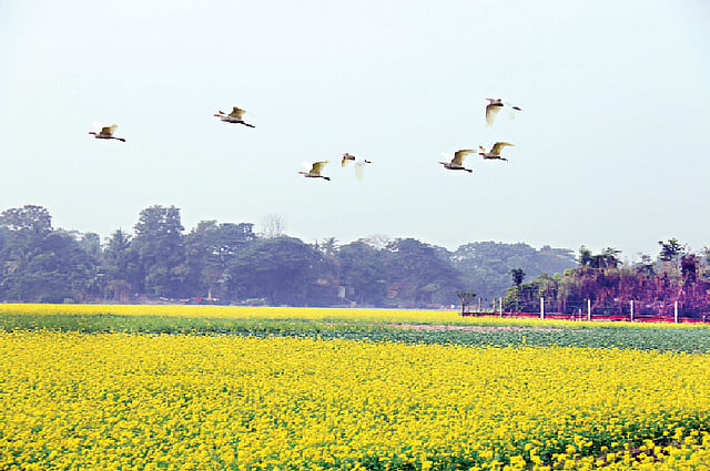 বাসাইল, সিরাজদিখান