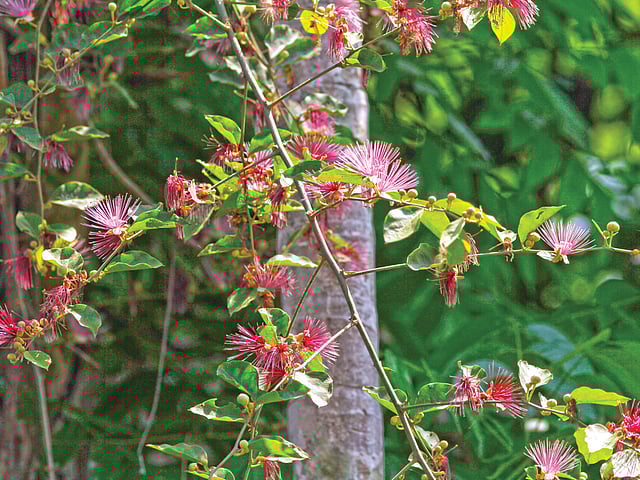 আষাঢ়ী লতার ফুল, তেঁতুলিয়ার মহানন্দা নদীতীরের একটি মঠের দেয়াল থেকে তোলা l ছবি: লেখক