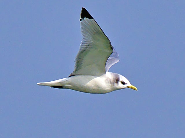 উড়ে যাচ্ছে কালো-পা কিডিওয়েক, ভোলার মেঘনা নদীর অববাহিকার তুলাতলি থেকে ৪ জানুয়ারি তোলা ছবি l আবদুল মজিদ শাহ