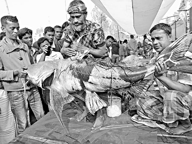 বগুড়ার গাবতলীর পোড়াদহ মেলা ঘিরে গতকাল উৎসবের আমেজ তৈরি হয়। মেলায় ৬০ কেজি ওজনের এ বাগাড় মাছটির দাম হাঁকা হয় এক লাখ টাকা l ছবি: প্রথম আলো
