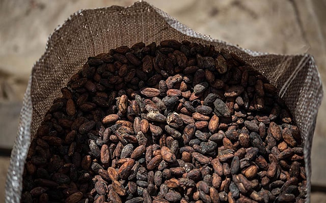 রোদে শুকানো কোকো বিন। এটাই মূলত চকলেট তৈরির কাঁচামাল। ছবি: এএফপি