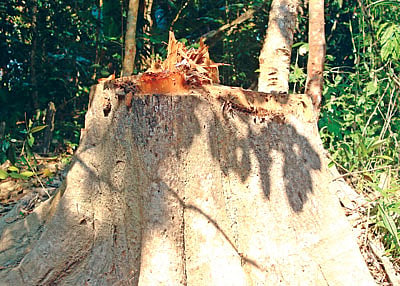লক্ষ্মীছড়ির কলাবনিয়া এলাকায় পড়ে আছে কেেট নেওয়া গাছের গোড়া