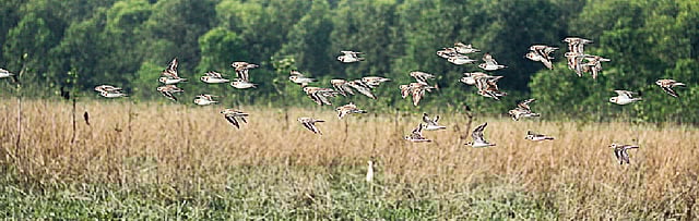 সোনার চরে দেখতে পাওয়া যায় প্রচুর পাখি