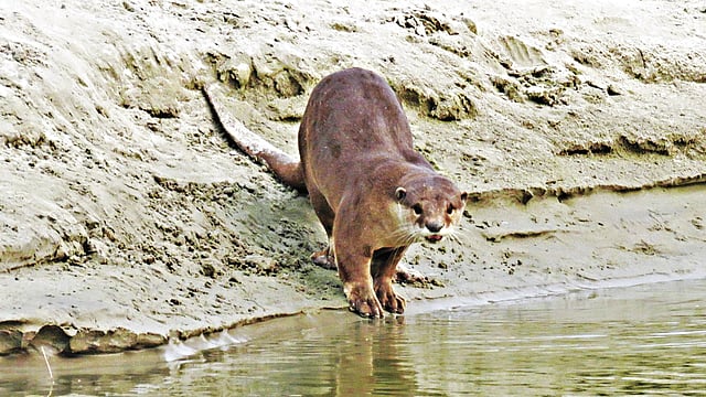 রাজশাহীর পদ্মা নদীর কাছে চর খানপুর এলাকার ছোট একটি চরে বিশ্রামরত একটি মসৃণ উদ l ছবি: লেখক