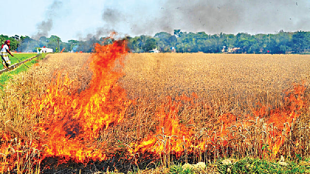 ব্লাস্ট রোগ দেখা দেওয়ায় গত ২৪ মার্চ সরকারি উদ্যোগে পুড়িয়ে দেওয়া হয় চুয়াডাঙ্গার শহরতলি নুরনগরে অবস্থিত বিএডিসির বীজ উৎপাদনে ব্যবহৃত একটি গমখেত l প্রথম আলো